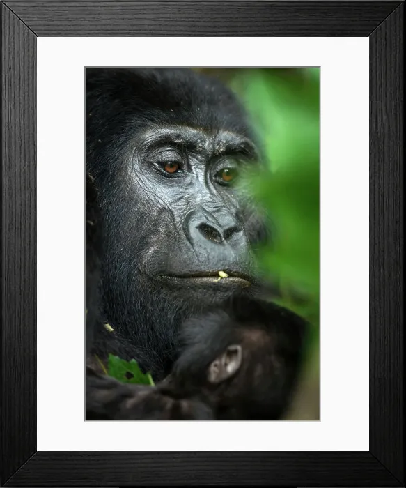 Framed Print : Mountain gorilla (Gorilla beringei beringei)