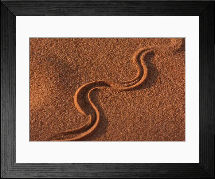 Framed Print : Tracks in dune sand. Sossusvlei Framed Print : Tracks in dune sand. Sossusvlei