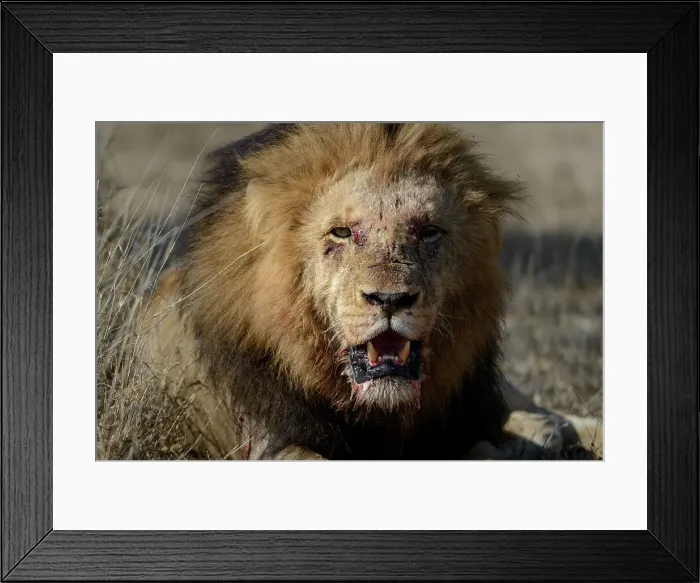 Framed Print : Lion (Panthera leo). Kruger National Park Framed Print : Lion (Panthera leo). Kruger National Park