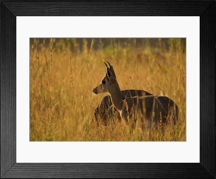 Framed Print : Mountain Reedbuck (Redunca fulvorufula) Framed Print : Mountain Reedbuck (Redunca fulvorufula)
