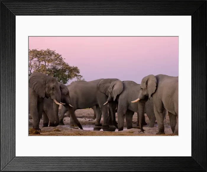 Framed Print : Elephant (Loxodonta africana) at Pump Pan Framed Print : Elephant (Loxodonta africana) at Pump Pan