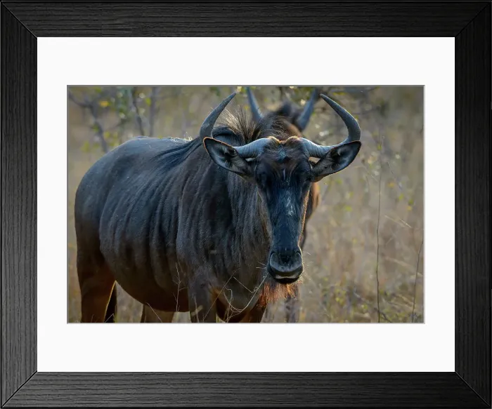 Framed Print : Blue wildebeest (Connochaetes taurinus) Framed Print : Blue wildebeest (Connochaetes taurinus)