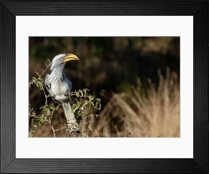 Framed Print : Southern yellow-billed hornbill (Tockus leucomelas) Framed Print : Southern yellow-billed hornbill (Tockus leucomelas)