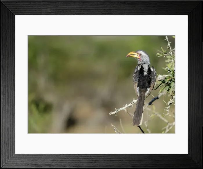 Framed Print : Southern yellow-billed hornbill (Tockus leucomelas) Framed Print : Southern yellow-billed hornbill (Tockus leucomelas)