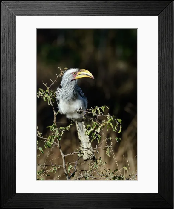 Framed Print : Southern yellow-billed hornbill (Tockus leucomelas) Framed Print : Southern yellow-billed hornbill (Tockus leucomelas)