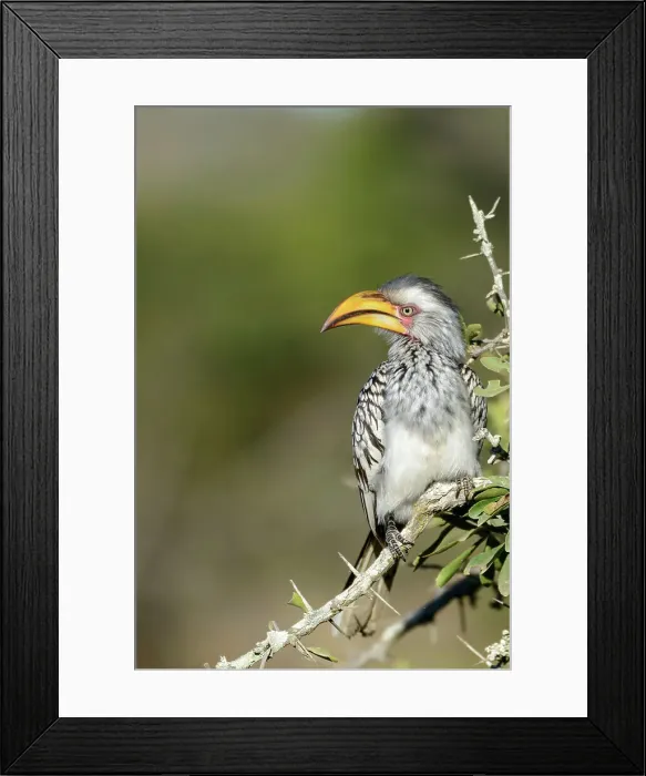 Framed Print : Southern yellow-billed hornbill (Tockus leucomelas) Framed Print : Southern yellow-billed hornbill (Tockus leucomelas)