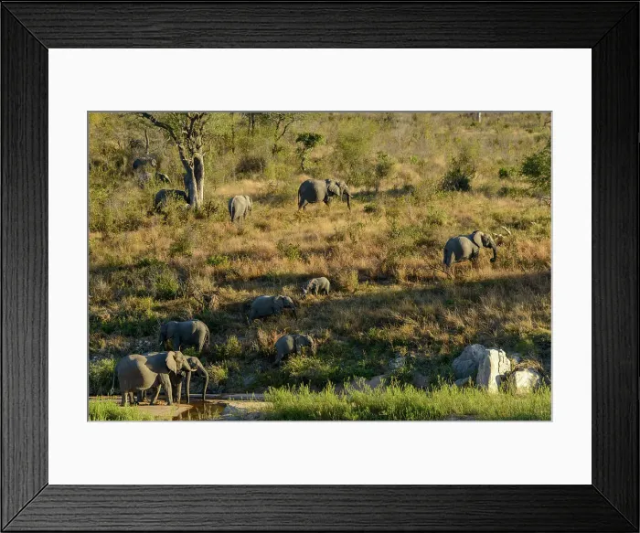 Framed Print : African bush elephant (Loxodonta africana) in Muhlambamadvube River bed Framed Print : African bush elephant (Loxodonta africana) in Muhlambamadvube River bed