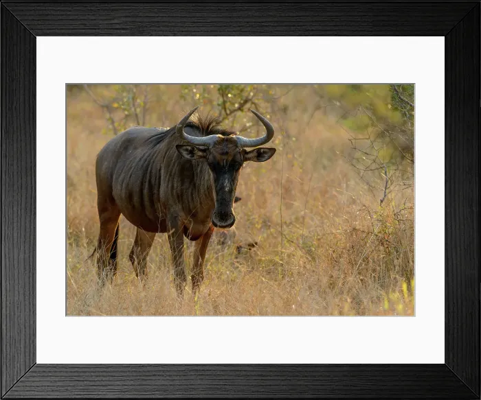 Framed Print : Blue wildebeest (Connochaetes taurinus) Framed Print : Blue wildebeest (Connochaetes taurinus)