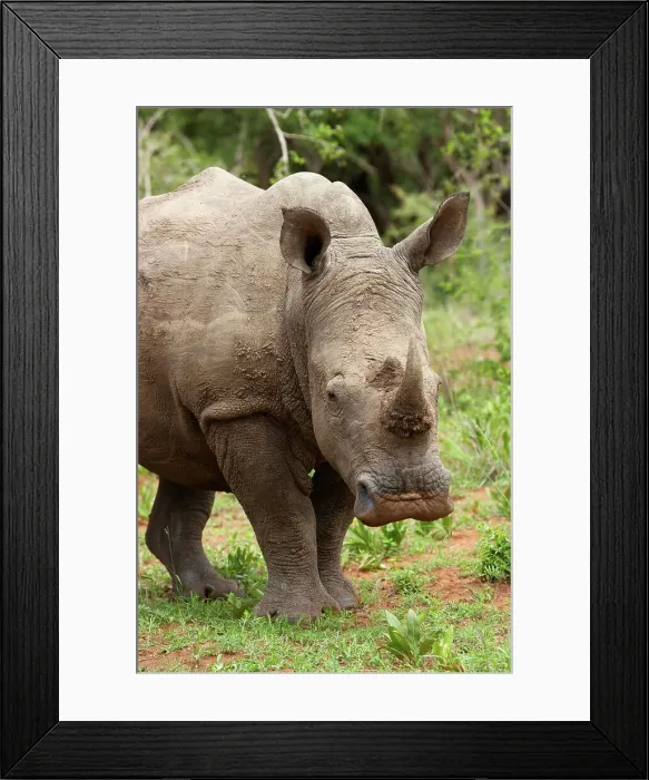 Framed Print : White Rhino (Ceratotherium simum) Framed Print : White Rhino (Ceratotherium simum)