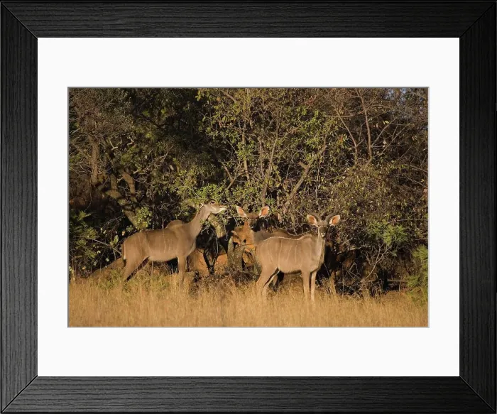 Framed Print : Kudu (Tragelaphus strepsiceros) herd Framed Print : Kudu (Tragelaphus strepsiceros) herd