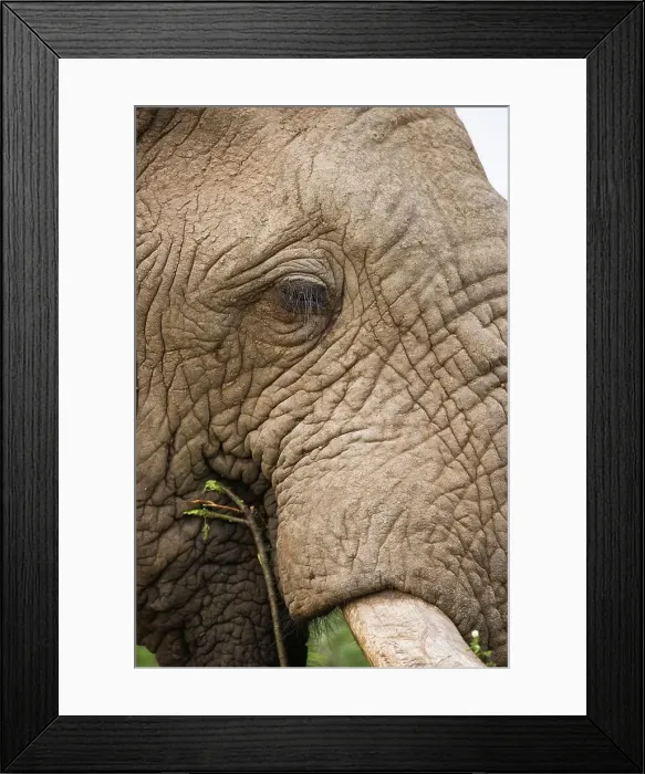 Framed Print : African Elephant Loxodonta Africana} Framed Print : African Elephant Loxodonta Africana}
