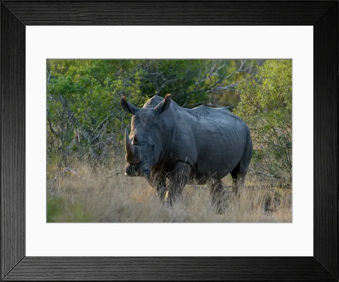 Framed Print : White rhinoceros or square-lipped rhinoceros or rhino (Ceratotherium simum) Framed Print : White rhinoceros or square-lipped rhinoceros or rhino (Ceratotherium simum)