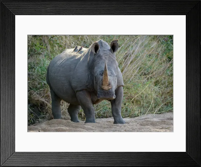 Framed Print : White rhinoceros or square-lipped rhinoceros or rhino (Ceratotherium simum)