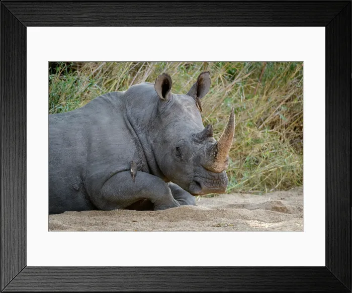 Framed Print : White rhinoceros or square-lipped rhinoceros or rhino (Ceratotherium simum) Framed Print : White rhinoceros or square-lipped rhinoceros or rhino (Ceratotherium simum)