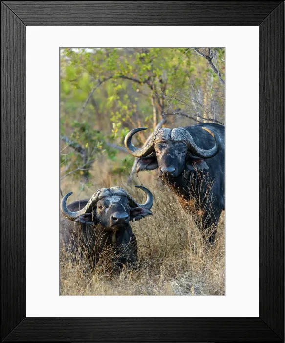 Framed Print : African buffalo, also know as Cape Buffalo (Syncerus caffer)