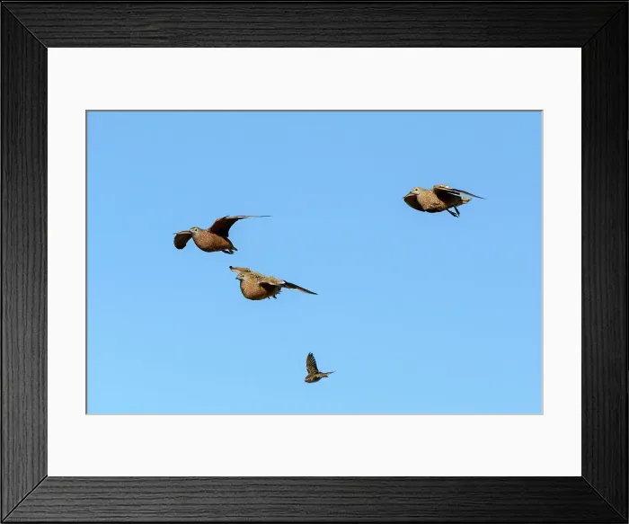 Framed Print : Burchell's sandgrouse (Pterocles burchelli) and Red-billed quelea (Quelea quelea) in flight