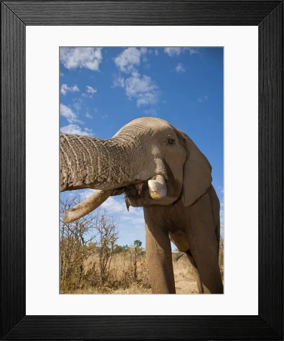 Framed Print : African Elephant Loxodonta africana} Framed Print : African Elephant Loxodonta africana}