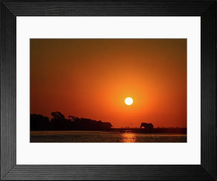 Framed Print : African bush elephant or African savanna elephant (Loxodonta africana) crossing the Chobe River Framed Print : African bush elephant or African savanna elephant (Loxodonta africana) crossing the Chobe River