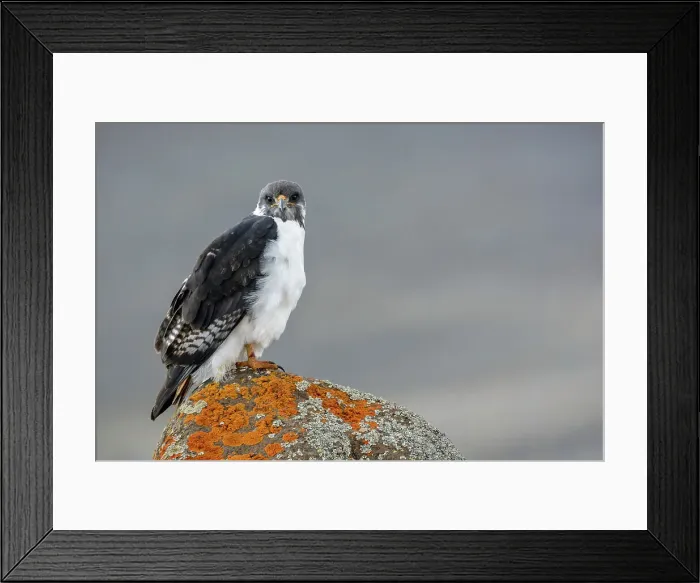 Framed Print : Augur buzzard (Buteo augur). Bale Mountains National Park