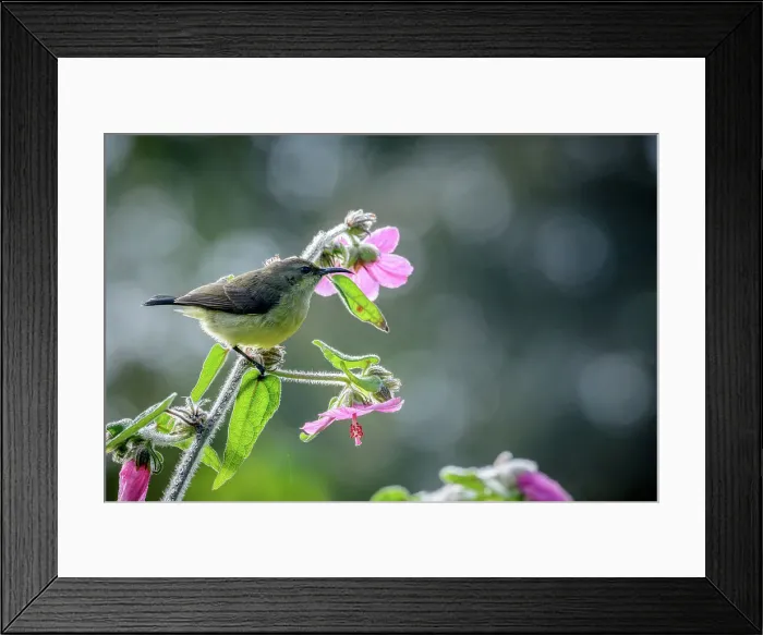 Framed Print : Female Tacazze sunbird (Nectarinia tacazze) perched on a hibiscus sp Framed Print : Female Tacazze sunbird (Nectarinia tacazze) perched on a hibiscus sp