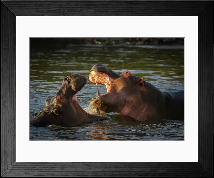 Framed Print : Common hippopotamus or hippo (Hippopotamus amphibius) fighting