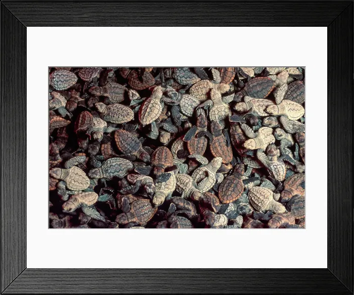 Framed Print : Loggerhead sea turtle (Caretta caretta) hatchlings Framed Print : Loggerhead sea turtle (Caretta caretta) hatchlings