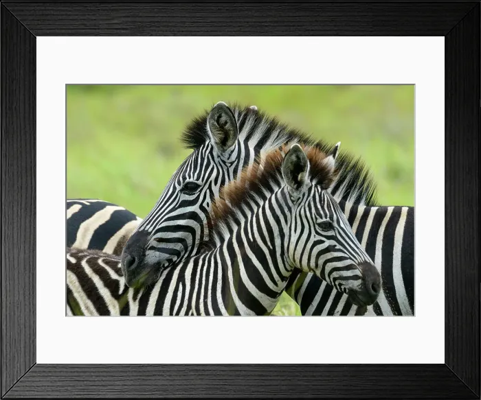Framed Print : Plains zebra, also known as the common zebra or Burchell's zebra (Equus quagga) Framed Print : Plains zebra, also known as the common zebra or Burchell's zebra (Equus quagga)