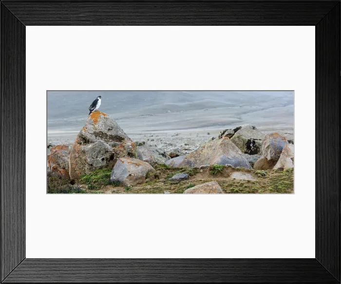 Framed Print : Augur buzzard (Buteo augur). Bale Mountains National Park