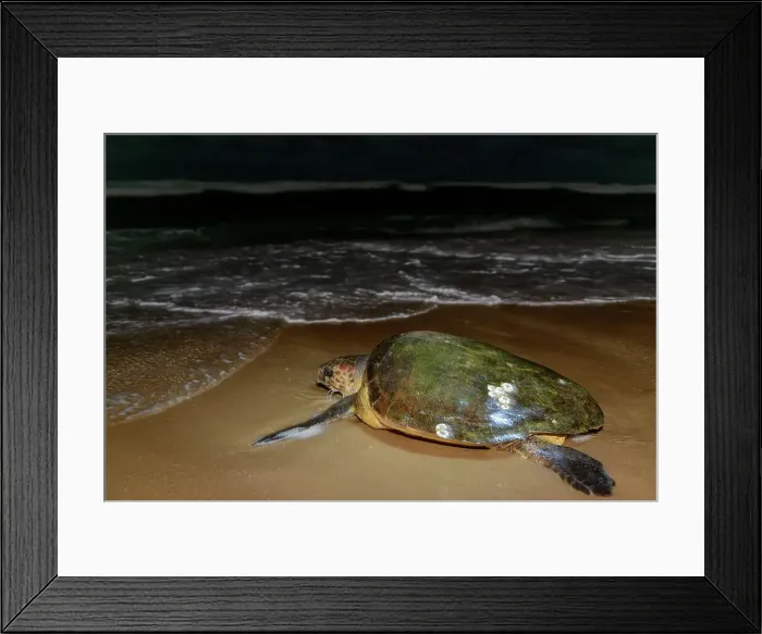 Framed Print : Loggerhead sea turtle (Caretta caretta) returning to the sea after nesting (laying eggs) Framed Print : Loggerhead sea turtle (Caretta caretta) returning to the sea after nesting (laying eggs)