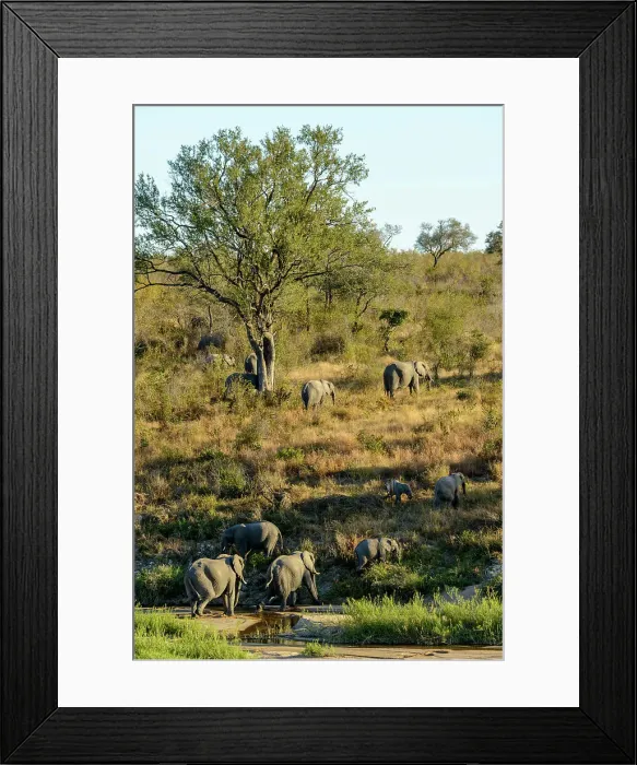 Framed Print : African bush elephant (Loxodonta africana) in Muhlambamadvube River bed Framed Print : African bush elephant (Loxodonta africana) in Muhlambamadvube River bed
