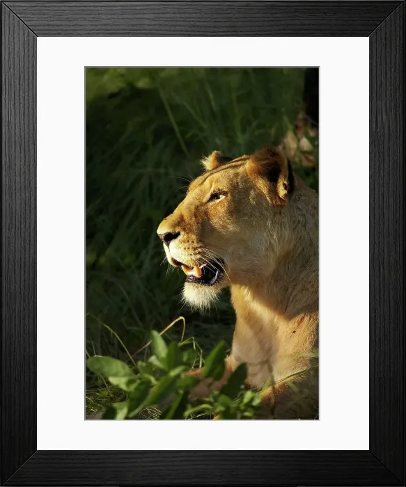 Framed Print : Lioness (Panthera leo). MalaMala Game Reserve Framed Print : Lioness (Panthera leo). MalaMala Game Reserve