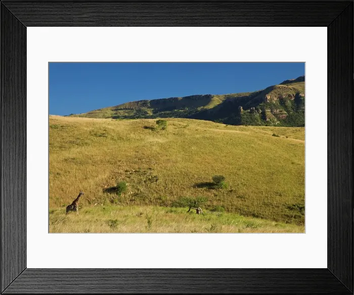 Framed Print : Giraffe Giraffa Camelopardalis}