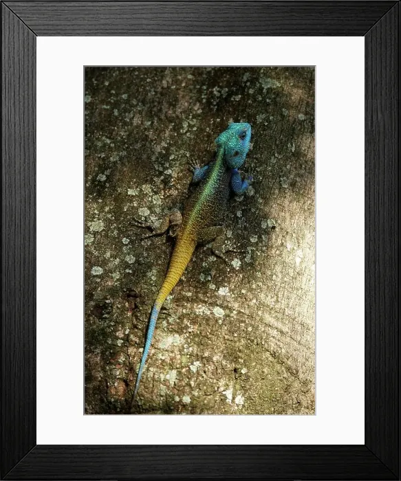Framed Print : Tree Agama (Acanthoceros atricollis) Framed Print : Tree Agama (Acanthoceros atricollis)