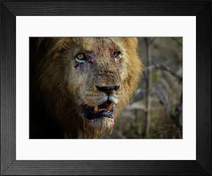 Framed Print : Lion (Panthera leo). Kruger National Park
