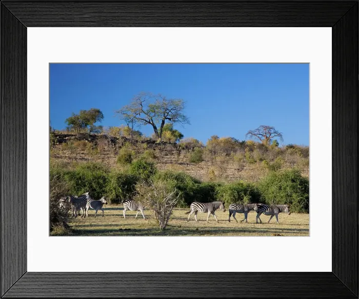 Framed Print : Zebra - Chobe National Park. Botswana Framed Print : Zebra - Chobe National Park. Botswana
