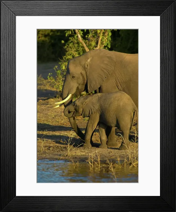 Framed Print : Elephant (Loxodonta africana) drinking