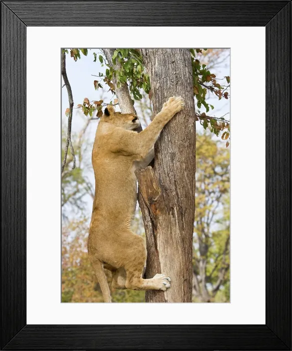 Framed Print : Lion (Panthera leo) climbing a tree Framed Print : Lion (Panthera leo) climbing a tree