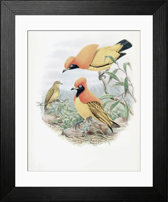 Framed Print : Golden Bird Of Paradise John Gould (1804-1881 British) Framed Print : Golden Bird Of Paradise John Gould (1804-1881 British)