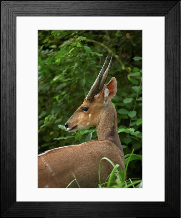 Framed Print : Bushbuck (Tragelaphus scriptus) Framed Print : Bushbuck (Tragelaphus scriptus)