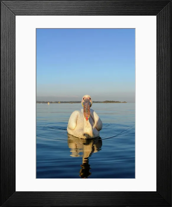 Framed Print : Great white pelican or eastern white pelican or rosy pelican or white pelican (Pelecanus onocrotalus) Framed Print : Great white pelican or eastern white pelican or rosy pelican or white pelican (Pelecanus onocrotalus)