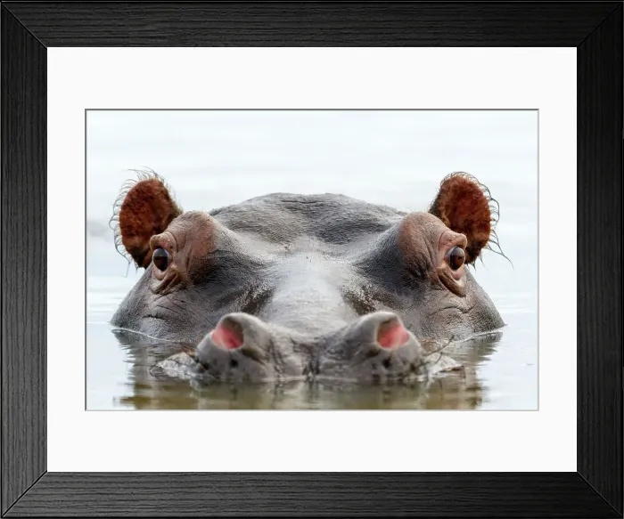 Framed Print : Common hippopotamus or hippo (Hippopotamus amphibius) Framed Print : Common hippopotamus or hippo (Hippopotamus amphibius)