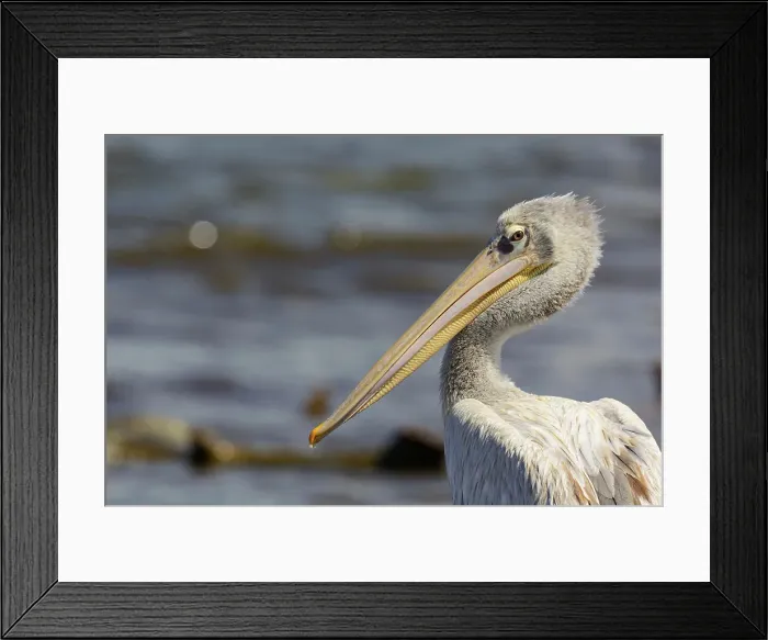 Framed Print : Pink-backed pelican (Pelecanus rufescens) Framed Print : Pink-backed pelican (Pelecanus rufescens)