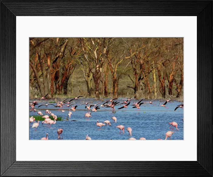 Framed Print : Greater flamingo (Phoenicopterus roseus) Framed Print : Greater flamingo (Phoenicopterus roseus)
