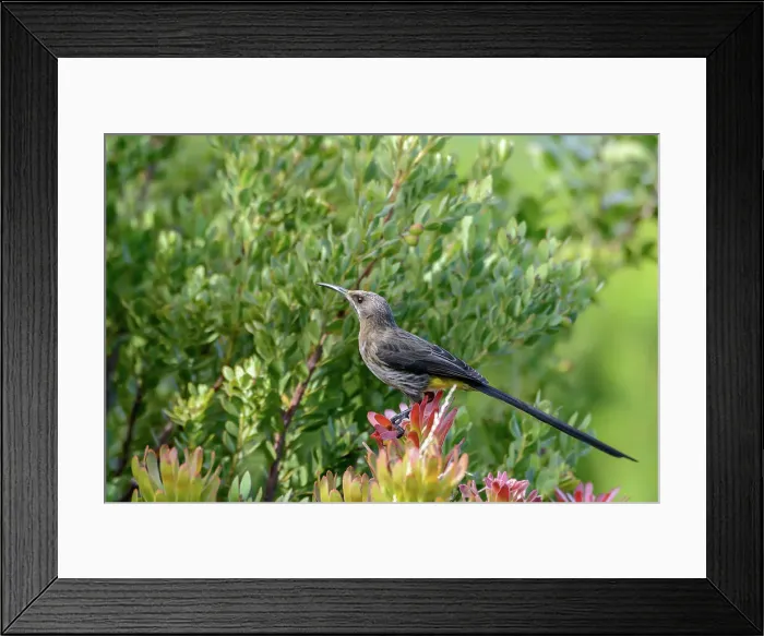 Framed Print : Cape sugarbird (Promerops cafer) Kirstenbosch Gardens Framed Print : Cape sugarbird (Promerops cafer) Kirstenbosch Gardens