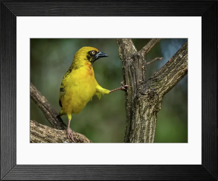 Framed Print : Little weaver (Ploceus luteolus)