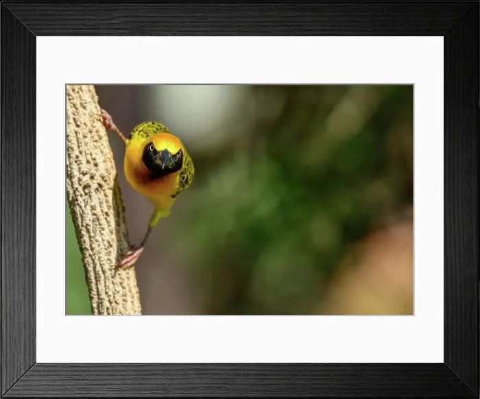 Framed Print : Little weaver (Ploceus luteolus) Framed Print : Little weaver (Ploceus luteolus)