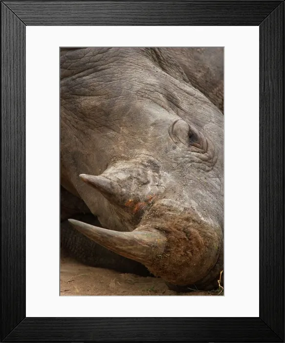 Framed Print : White Rhino (Ceratotherium simum) sleeping Framed Print : White Rhino (Ceratotherium simum) sleeping