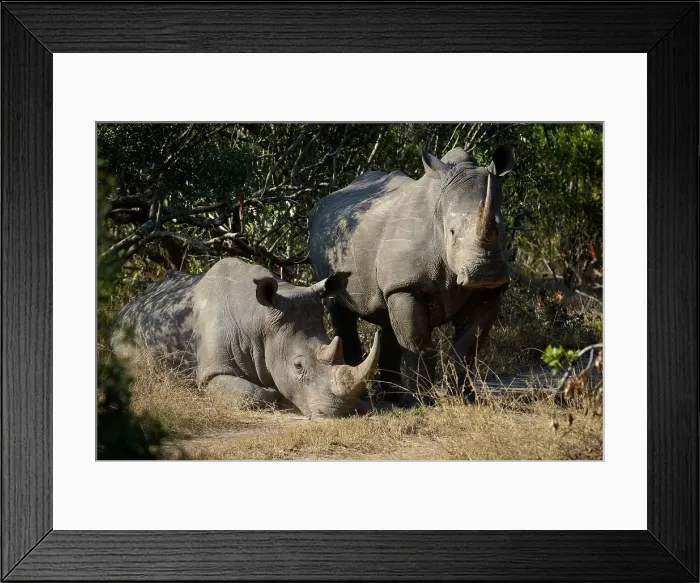 Framed Print : White rhinoceros or square-lipped rhinoceros or rhino (Ceratotherium simum) Framed Print : White rhinoceros or square-lipped rhinoceros or rhino (Ceratotherium simum)