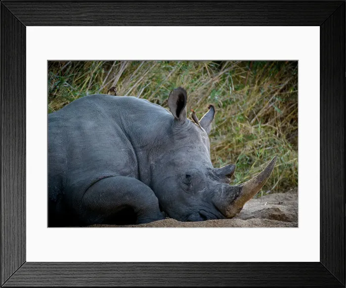 Framed Print : White rhinoceros or square-lipped rhinoceros or rhino (Ceratotherium simum) Framed Print : White rhinoceros or square-lipped rhinoceros or rhino (Ceratotherium simum)