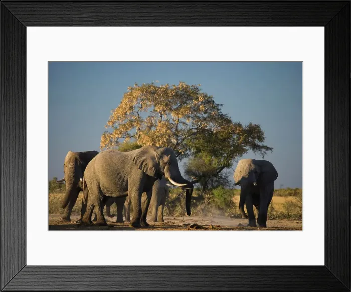 Framed Print : Elephant (Loxodonta africana) at Pump Pan Framed Print : Elephant (Loxodonta africana) at Pump Pan